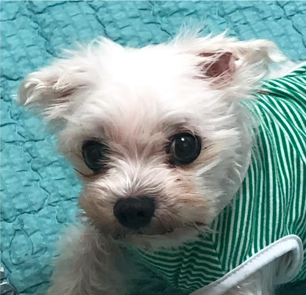 Janggun